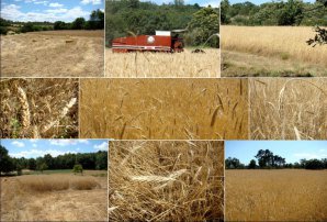 fields fields