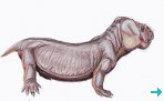 Pristerodon