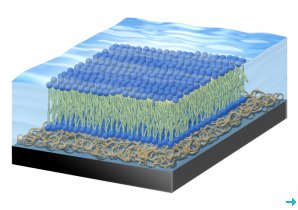 Model membrane