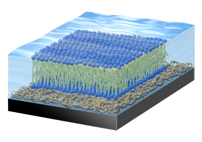 Membrane Modelling Group Interview with Giovanna Fragneto - News and media - The NMI3 ...
