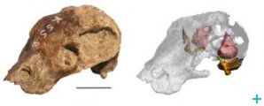 The skull of K. fossilis (GPIT/RE/9272) from the Tübingen collection. Left: Photo. Right: 3D-reconstruction of the skull on the basis of neutron tomographic data. (courtesy of the author) The skull of K. fossilis