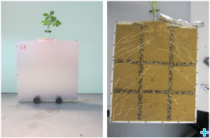 Neutron radiography (left) and open sample after the experiment (right). Plants in aluminum containers during the growth period