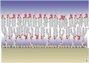 Cross-section of a tethered bilayer membrane, attached to a surface via the molecular 'anchors'. Image courtesy of the authors. tBLM